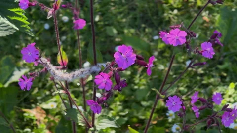 Red Campion or Red Catchfly Silene Dioica herbaceous  flowering plant Stock-Footage 335629186