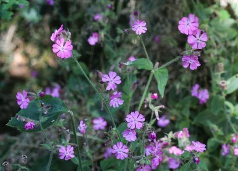 Red campion or red catchfly (Silene dioica) flower blooming in spring Stock Photos