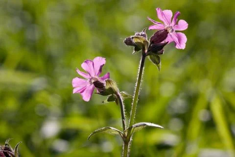 Red campion Stock Photos