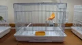 Red canary bird in the cage HD Footage
