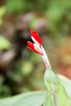 Red Canna flower Foto stock