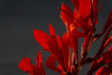 Red canna flowers Stock Photos