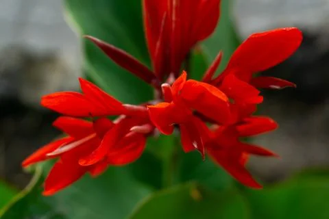 Red canna flowers Stock Photos