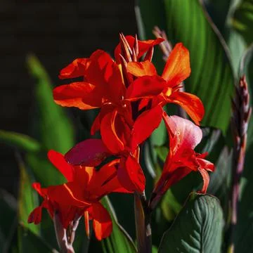 Red canna Stock Photos