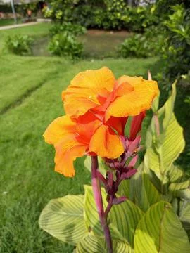The red canna Stock-Fotos