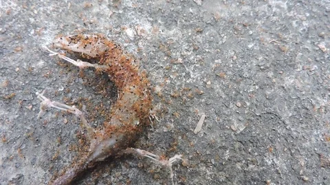 Red cants group foraging scavenging devouring consuming hunting dead animal body Stock Footage 251898508