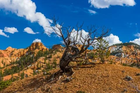 Red Canyon Stock Photos