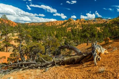 Red Canyon Stock Photos