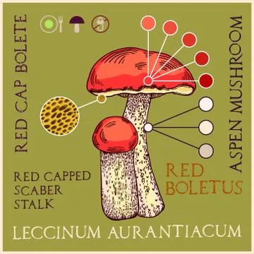 Red-cap bolete Stock Illustration