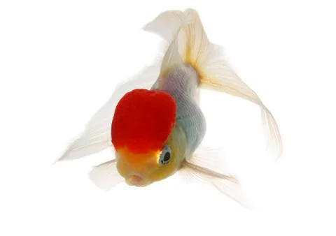Red cap fish Stock Photos