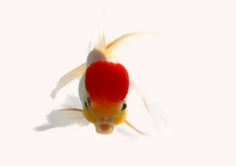 Red cap fish Stock Photos