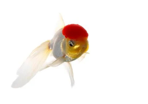 Red cap fish Stock Photos