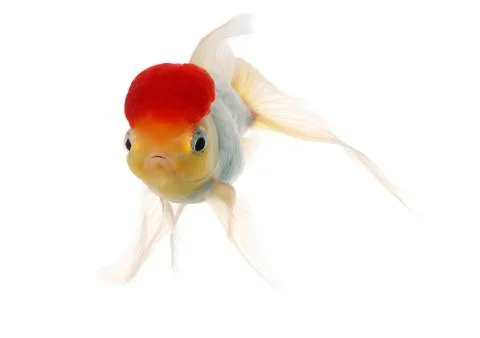 Red cap fish Stock Photos