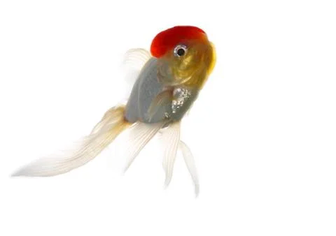 Red cap fish Foto stock