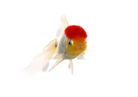 Red cap fish Stock Photos