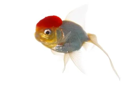 Red cap fish Stock Photos