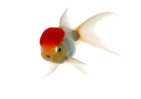 Red cap fish Stock Photos