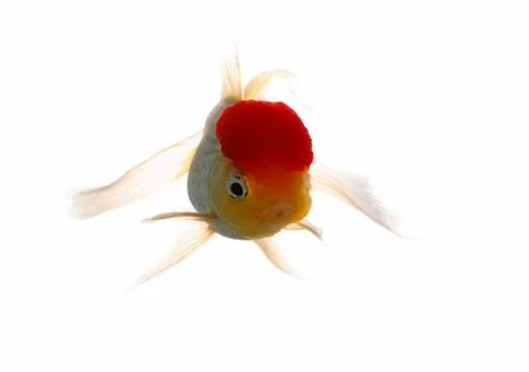 Red cap fish Stock Photos