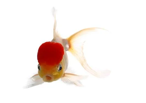 Red cap fish Stock Photos