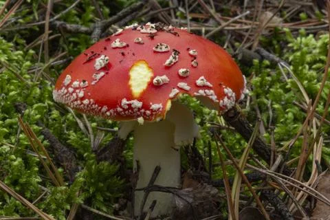 Red cap of fly agaric. Bitten by someone Foto stock