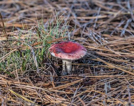 Red cap mushroom Stock Photos