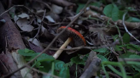 Red Cap Wild Mushroom Growing on Dark Forest Floor, 4K Macro Footage Stock Footage 335887365