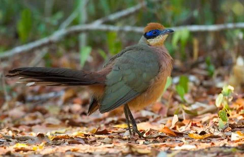 Red-capped Coua, Coua ruficeps Stock Photos