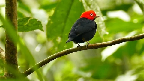 Red capped manakin beautifully displayed with bright color Stock Footage 123553230