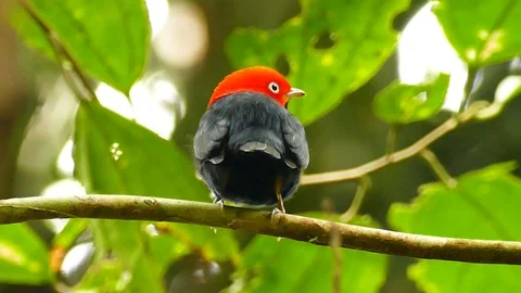 Red capped manakin in Panama looking back to the camera Stock Footage 123553313