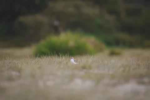 Red-capped plover on the foreshore Stock Photos