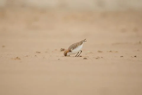 Red-capped plover on the foreshore Stock Photos