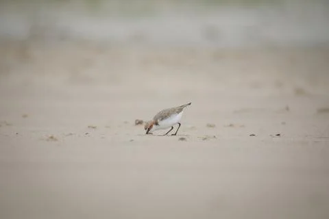 Red-capped plover on the foreshore Stock Photos