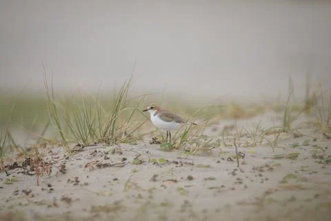 Red-capped plover on the foreshore Stock Photos