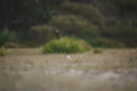 Red-capped plover on the foreshore Stock Photos