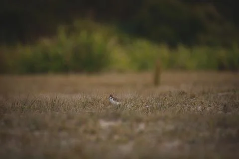 Red-capped plover on the foreshore Foto stock
