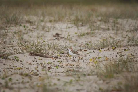 Red-capped plover on the foreshore Stock Photos