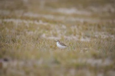 Red-capped plover on the foreshore Stock Photos