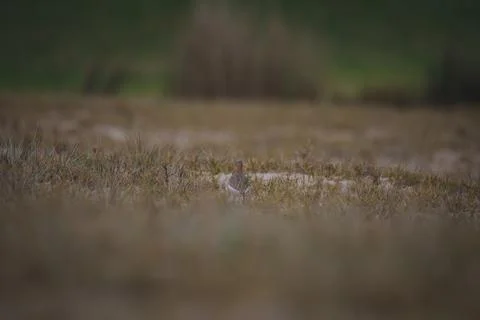 Red-capped plover on the foreshore Stock Photos