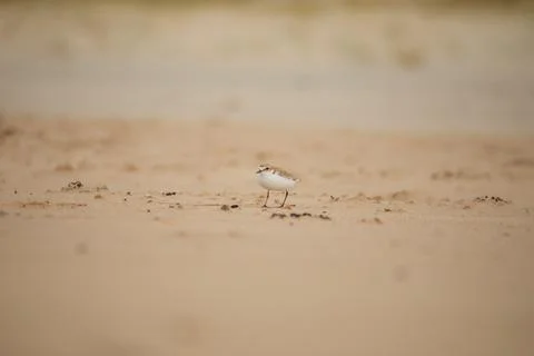 Red-capped plover on the foreshore Stock-Fotos