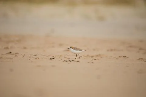 Red-capped plover on the foreshore Foto stock