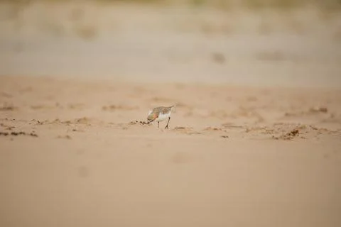 Red-capped plover on the foreshore Stock Photos