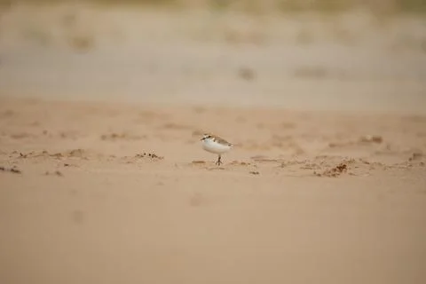 Red-capped plover on the foreshore Stock Photos