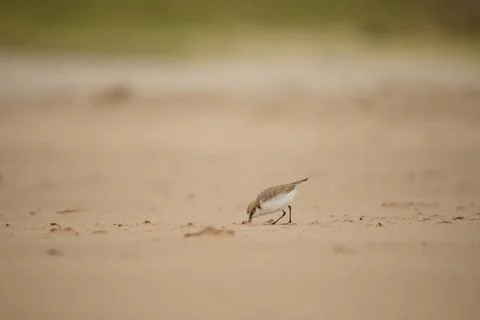 Red-capped plover on the foreshore Stock Photos