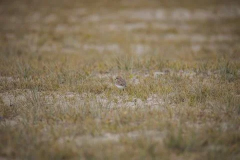 Red-capped plover on the foreshore Stock-Fotos