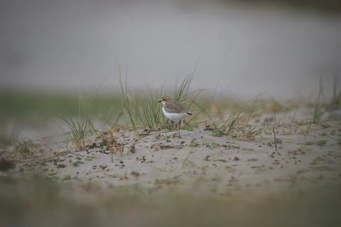 Red-capped plover on the foreshore Foto stock
