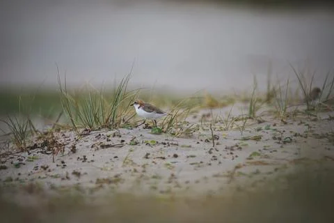 Red-capped plover on the foreshore Stock Photos