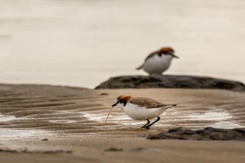 Red-capped Plover pulling a worm from sand Stock Photos