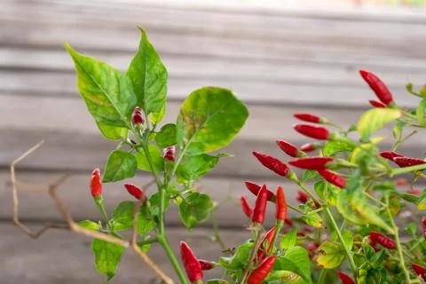 Red Capsicum annuum or Chilli Padi with green leaf Stock Photos