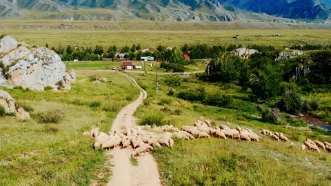 Red car accelerates the sheep on the trail Vidéo 97723048