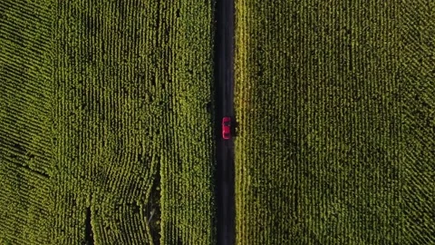 Red car between corn fields Stock Footage 171155012